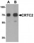 CRTC2 Antibody