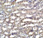 APO-E Antibody