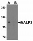 APO-E Antibody