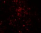 TLX3 Antibody