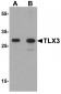 TLX3 Antibody