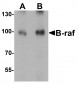 B-raf Antibody