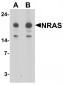 N-RAS Antibody
