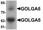 GOLGA5 Antibody