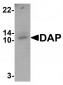 DAP Antibody