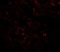 IL-17RA Antibody