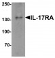 IL-17RA Antibody