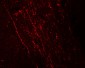 FGFR3 Antibody