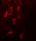 ESR1 Antibody