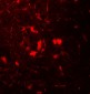 B2M Antibody