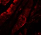 TFPI Antibody