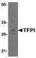 TFPI Antibody