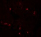 BTLA Antibody 
