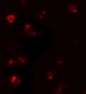 TBX21 Antibody 