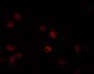 IL-28B Antibody 
