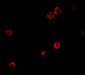 SOGA1 Antibody 