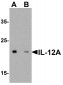 IL-12A Antibody