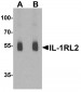 IL-1RL2 Antibody