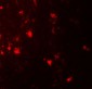 IL-36A Antibody