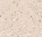 IL-36A Antibody