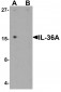 IL-36A Antibody