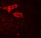 IL-36G Antibody