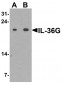 IL-36G Antibody