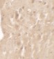 AIMP1 Antibody