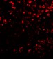 COMMD7 Antibody