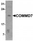 COMMD7 Antibody