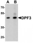 DPF3 Antibody