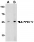 APPBP2 Antibody