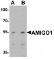 AMIGO1 Antibody