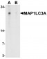 MAP1LC3A Antibody