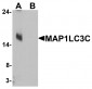 MAP1LC3C Antibody