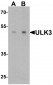 ULK3 Antibody