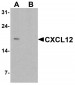 CXCL12 Antibody