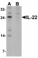 IL-22 Antibody