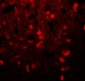 Alpha-tubulin Antibody