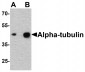 Alpha-tubulin Antibody