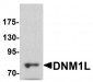 DNM1L Antibody