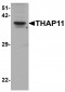 THAP11 Antibody