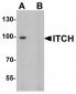 ITCH Antibody