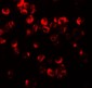 CXCR3 Antibody