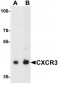 CXCR3 Antibody