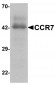 CCR7 Antibody