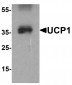 UCP1 Antibody