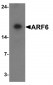 ARF6 Antibody