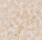 PPARGC1A Antibody