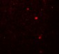 LAMTOR2 Antibody